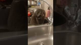 Douche relaxing sound water cat swimmingcat kitten pool catlover music [upl. by Traggat109]