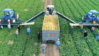 How American Farmers Harvest Thousands Of Tons Of Fruits And Vegetables 2 [upl. by Azeria]