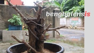 First Banyan Tree Bonsai from cuttings  banyan plant from cuttings  Ficus benghalensis cuttings [upl. by Flavio217]