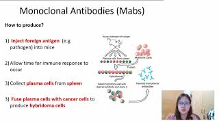 Chapter 112b  Monoclonal Antibodies  Cambridge ALevel 9700 Biology [upl. by Conney]