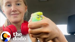 Girl Finds Parakeet On a Run  The Dodo [upl. by Lan]