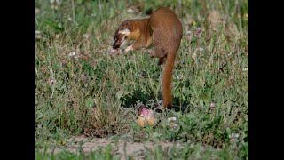 Slowmo video of long tailed weasel cubs playing [upl. by Ebneter]