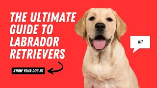 The Complete Guide to Labrador Retrievers All You Need to Know  Know Your Dog Series [upl. by Nangatrad942]