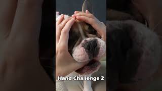 Dog Snoot Challenge The Real Method Revealed 🐾 pets frenchbulldog dogchallenge funnydogs [upl. by Landbert]