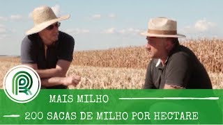 Solo “ruim” produz 200 sacas de milho por hectare Saiba como [upl. by Reece]