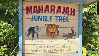 Maharajah Jungle Trek Walk Through [upl. by Leupold]