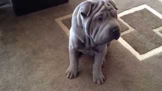 Shar Pei Puppy Training [upl. by Ianej]