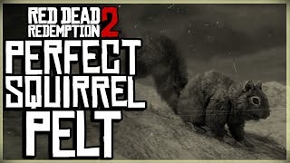 HOW TO GET A PERFECT SQUIRREL PELT  RED DEAD REDEMPTION 2 PRISTINE SQUIRREL HUNT [upl. by Nihahs]