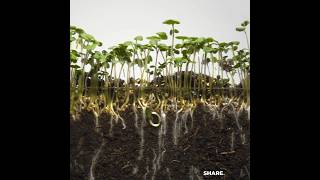 Mustard Seed Growing TimeLapse  Soil Cross Section shorts timelapse growth [upl. by Asaert]