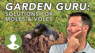 How to Get Rid of Moles amp Voles  Dig In [upl. by Bywoods]