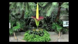 Titan Arum at the US Botanic Garden  Time lapse [upl. by Wills]