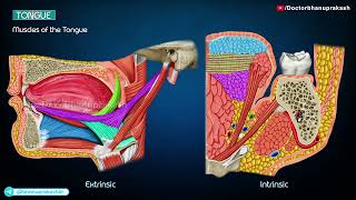 Tongue Gross Anatomy Animation [upl. by Erik]