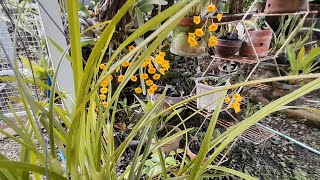 Anggrek Berbunga di Kebunku  Maxillaria tenuifolia D lindleyi dll [upl. by Safier]