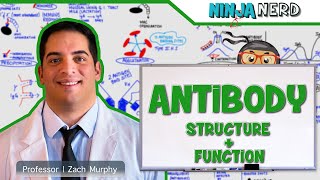 Immunology  Antibody Structure amp Function [upl. by Annatsirhc]