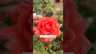 How To Treat Leaf Curl Disease😐 leafcurldisease roseleafcurldisease rosediseases [upl. by Nylrad861]