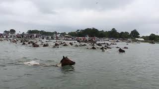 99th Annual Chincoteague Pony Swim  July 24 2024 [upl. by Meras588]