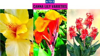 Canna Lily Varieties A to Z [upl. by Mima]