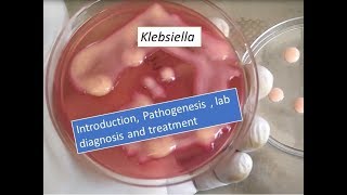 Klebsiella pneumoniae introduction pathogenesis lab diagnosis and treatment [upl. by Tlihcox]