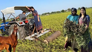 MUNGFALI HARVESTING [upl. by Anirbes877]