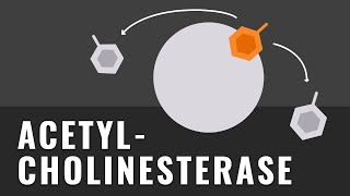 Acetylcholinesterase  Funktion in der Synaptischen Erregungsübertragung  Erklärung [upl. by Waligore]