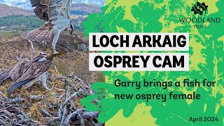 Male osprey bring a fish to an unknown female  Loch Arkaig Osprey Cam [upl. by Cyna449]