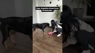 Dogo Argentino amp Cane Corso VS Rottweiler 🤣 dogs rottweiler loveyourpets mypet puppy allweiler [upl. by Nnod]