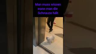 Man muss wissen wann man die Schnauze hält memes funny [upl. by Tocci902]