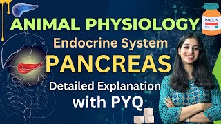 Pancreas and its hormone  Animal Physiology II Detailed Explanation amp Previous Year Questions I [upl. by Yusuk597]