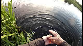 Fly Fishing Celtic Blob Mitten catching trout [upl. by Labaw]