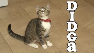 Didgas Adorable Kitten Compilation [upl. by Showker]