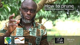 How to prune  Canopy management for mango [upl. by Oakie236]