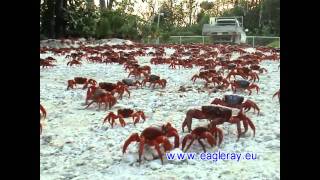 Australien Christmas Island Krabbenwanderung March of Red Crab [upl. by Daniell]