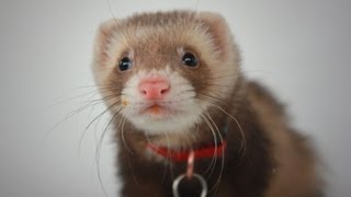 Sebastian the Ferret [upl. by Ecirtra510]