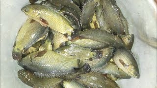 Anabas fish farming and catching  কিভাবে কৈ মাছ চাষ করা হয় এবং ধরা হয়  Koi fish catching [upl. by Sulienroc]