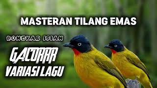 SUARA KUTILANG EMAS FULL ISIAN‼️ VARIASI LAGU MEWAH 2024 [upl. by Ahtelahs]