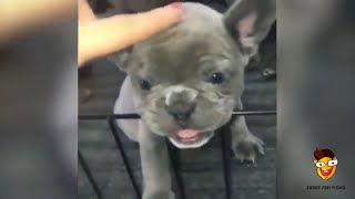 Süße französische Bulldoggen Videos lustige französische Bulldoggen Welpen Videos [upl. by Naujed]