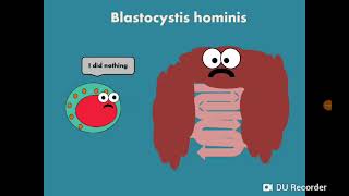 Blastocystis hominis المتبرعمة الكيسية [upl. by Glogau399]