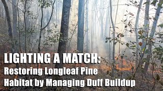 Restoring Longleaf Pine Habitat by Managing Duff Buildup [upl. by Ecerehs]