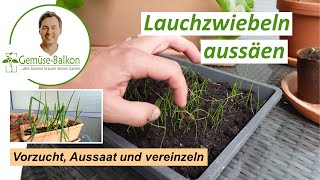 Frühlingszwiebeln Lauchzwiebeln aus Samen anziehen 🌱  Vorzucht Anzucht Vereinzeln [upl. by Liesa]