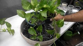 Repotting Pothos [upl. by Marys]