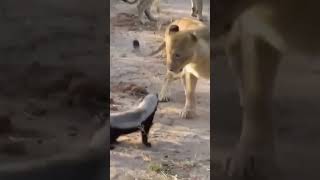 Honey badger vs Lions wildlife animals africansafari [upl. by Mutat513]