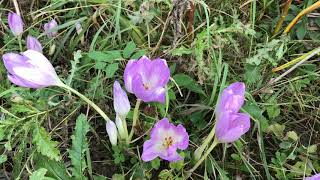 FALL BLOOMING BULBS  The Purple Autumn Crocus [upl. by Banna]