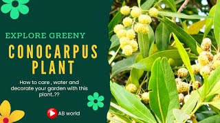 What is Conocarpus Plant  Conocarpus tree Planting and Growth  Conocarpus Tree Benefits [upl. by Saihttam360]