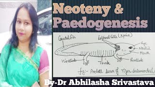 Neoteny amp Paedogenesis  definition difference amp typesDrAbhilashaSrivastava [upl. by Oettam]