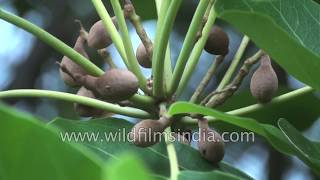 Myrobalan or Terminalia chebula  a health harmonizer  Indian medicinal plants [upl. by Ma727]