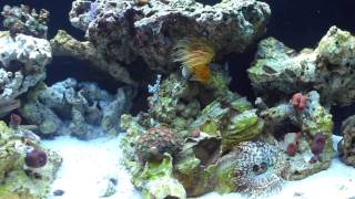 Tail Spot Blenny checking out his new neighbor [upl. by Adgam998]