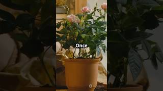 Balcony Rose Care Easy Tips for Thriving Potted Roses rosegardening balconygarden plantcare [upl. by Micah]