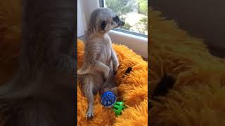 🐾 Kapis Adorable Antics on His Favorite Bed 😍 kapi meerkat cute [upl. by Emiolhs]