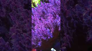 Enjoy Polyp extension shorts music coralreef diving aquarium aqua ocean corals trending [upl. by Eerrahs]