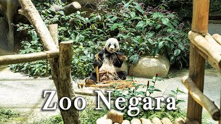 Zoo Negara Malaysia【Full Tour in 4k】 [upl. by Nosilla]